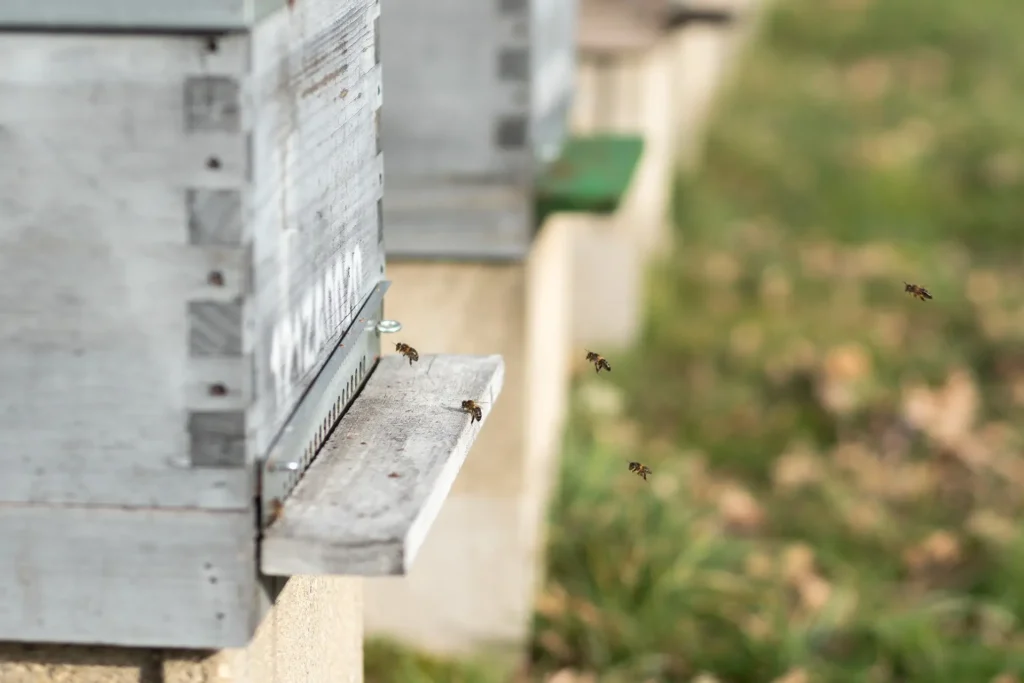 Abejas entran y salen de una colmena.