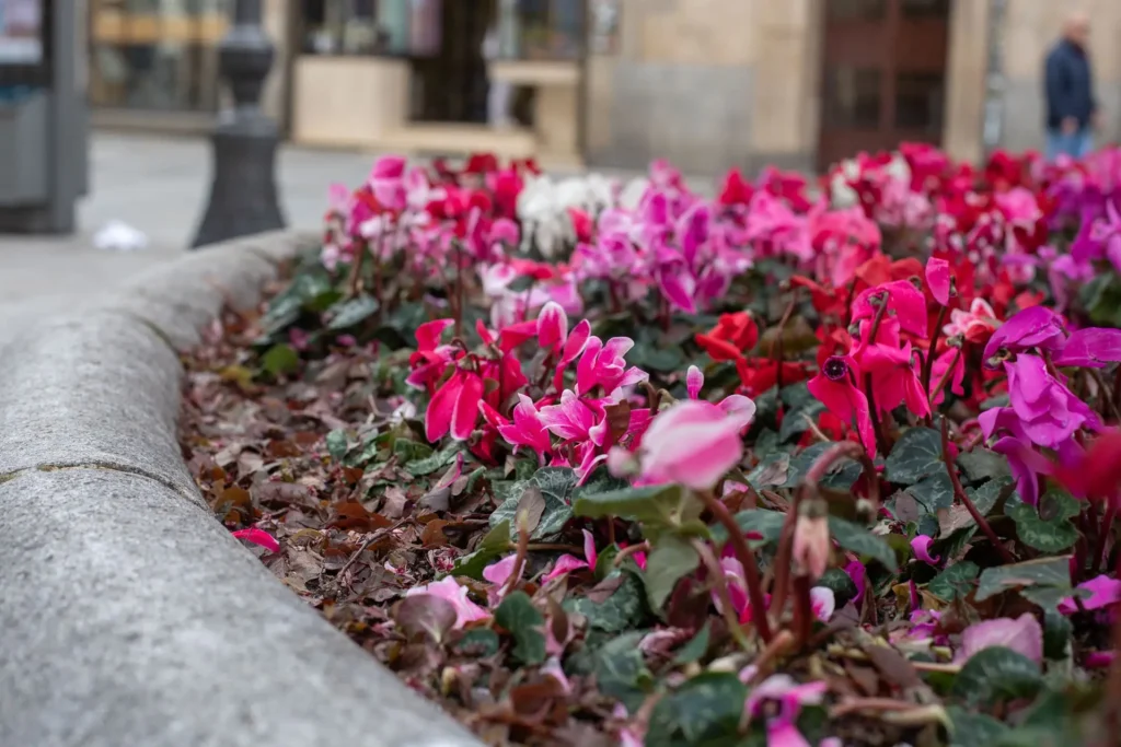 Flores de la rotonda de la plaza de Alemania.