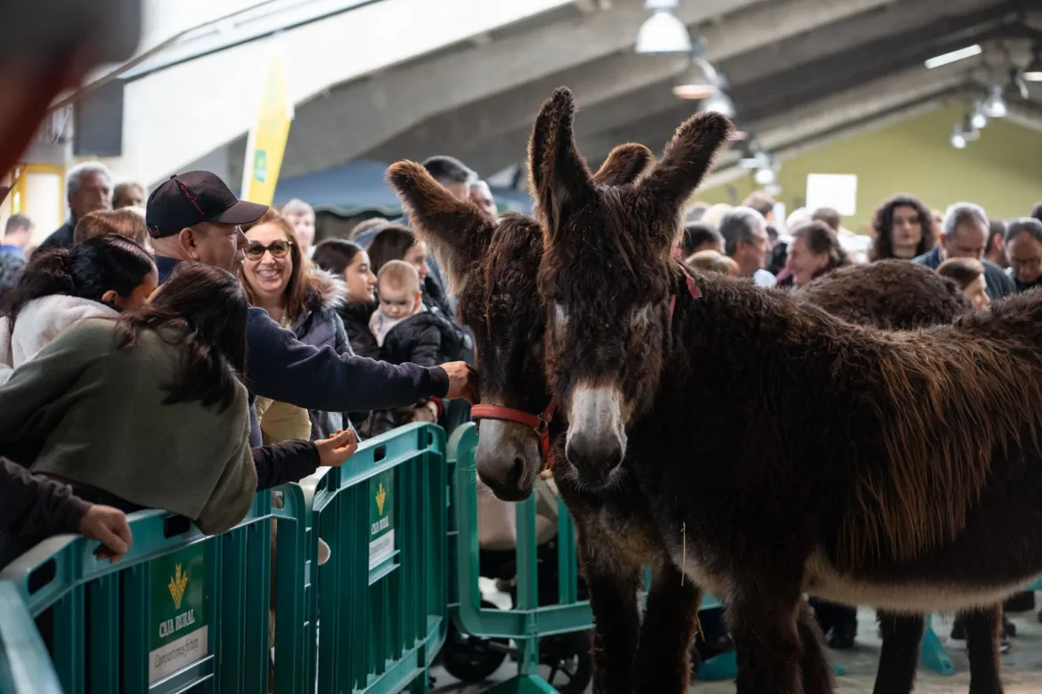 Feria del Burro de San Vitero. Foto Emilio Fraile.