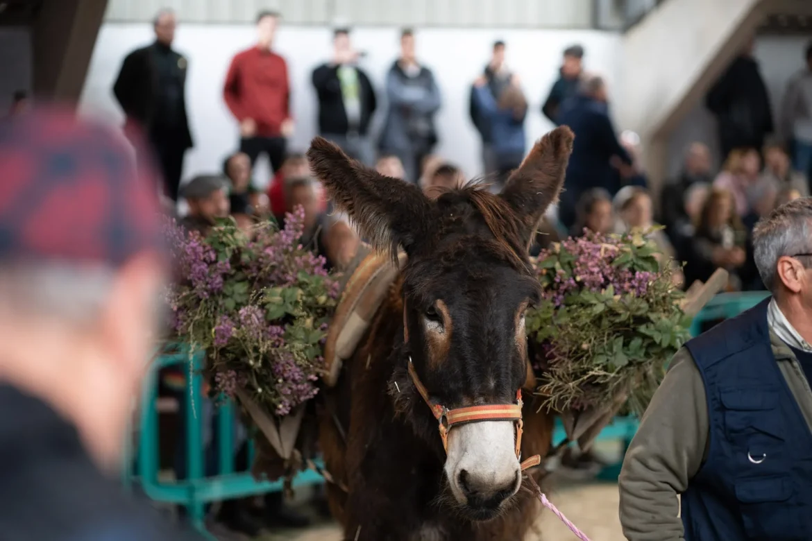 Feria del Burro de San Vitero. Foto Emilio Fraile.