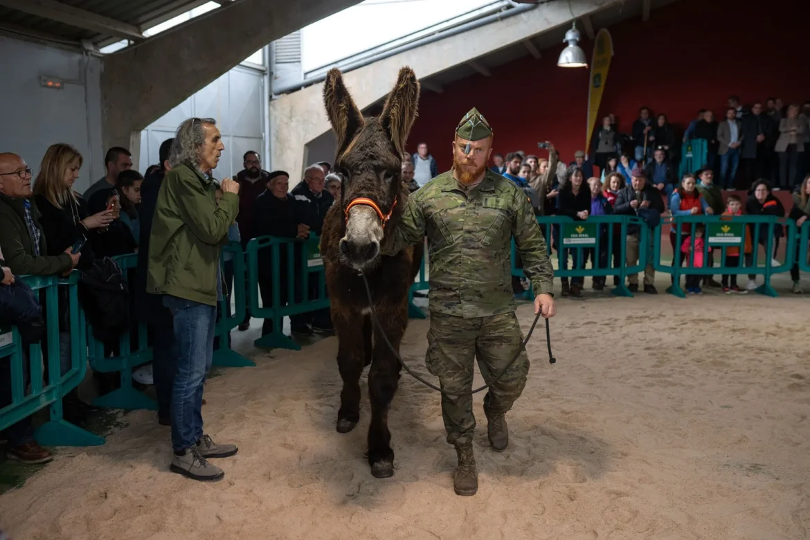 Feria del Burro de San Vitero. Foto Emilio Fraile.