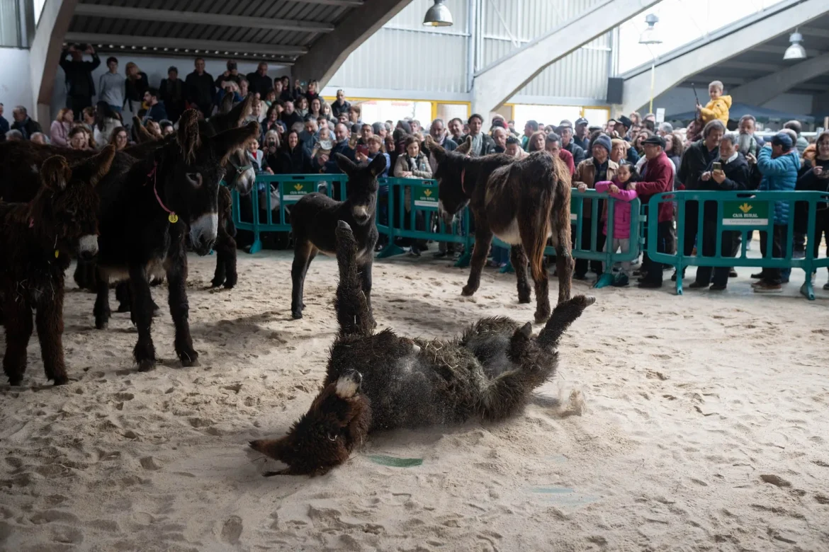 Feria del Burro de San Vitero. Foto Emilio Fraile.