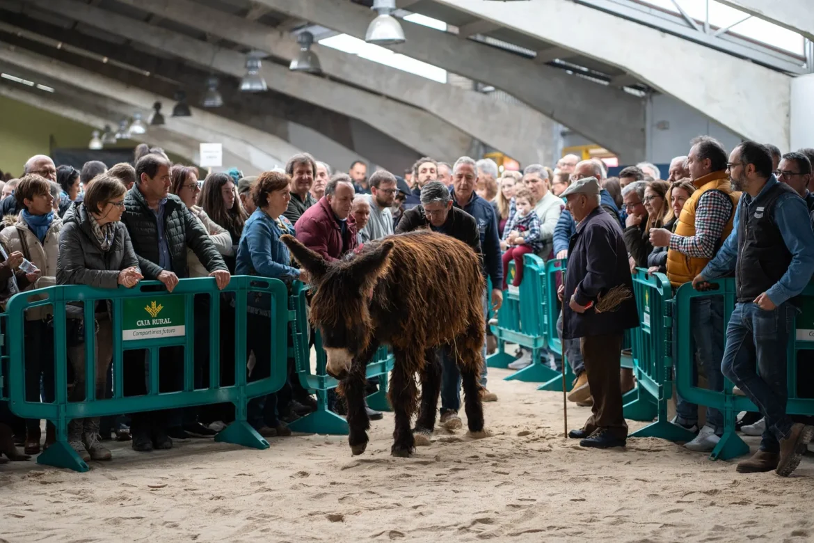 Feria del Burro de San Vitero. Foto Emilio Fraile.