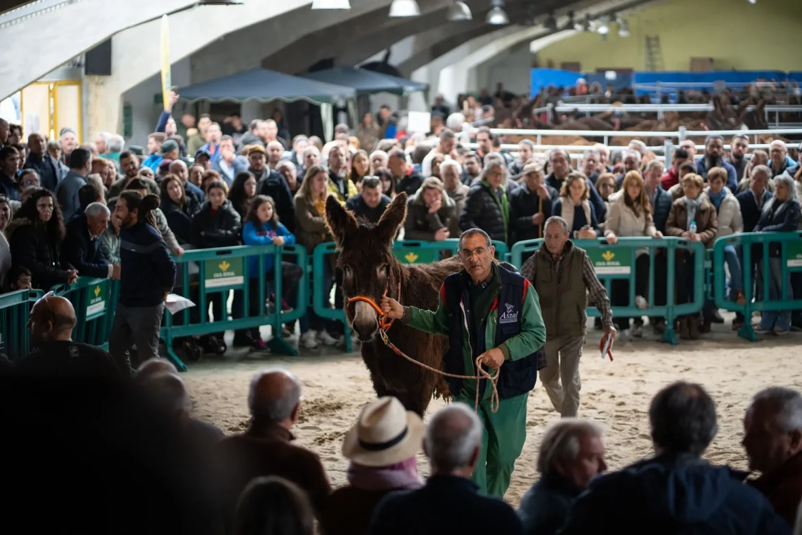 Feria del Burro de San Vitero. Foto Emilio Fraile.