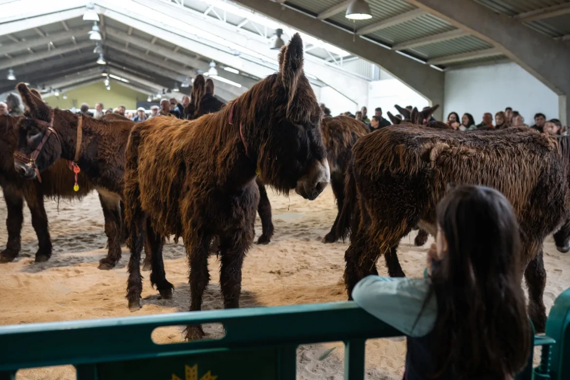 Feria del Burro de San Vitero. Foto Emilio Fraile.