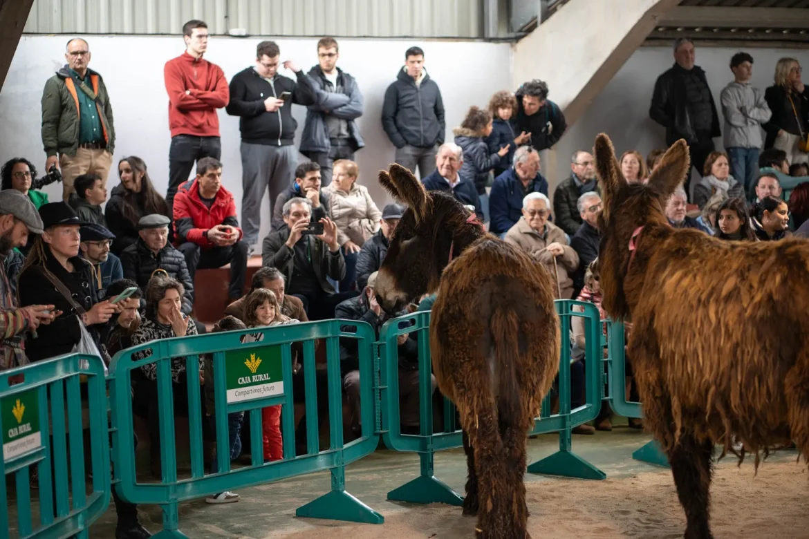 Feria del Burro de San Vitero. Foto Emilio Fraile.