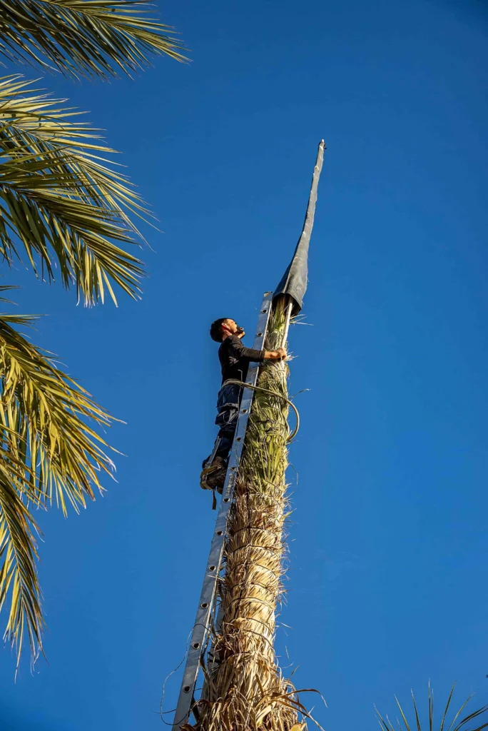 Momento del encaperuzado de la palmera. 