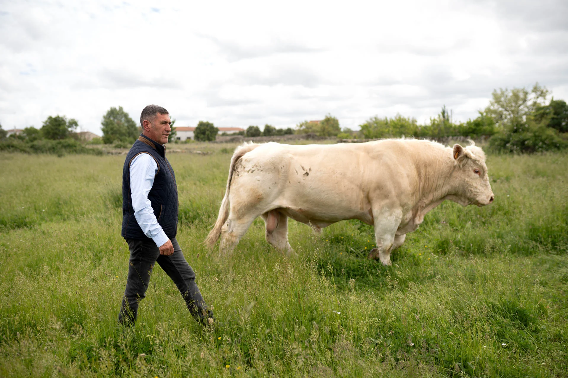 Marcelo Mozo con uno de sus toros. Foto Emilio Fraile.