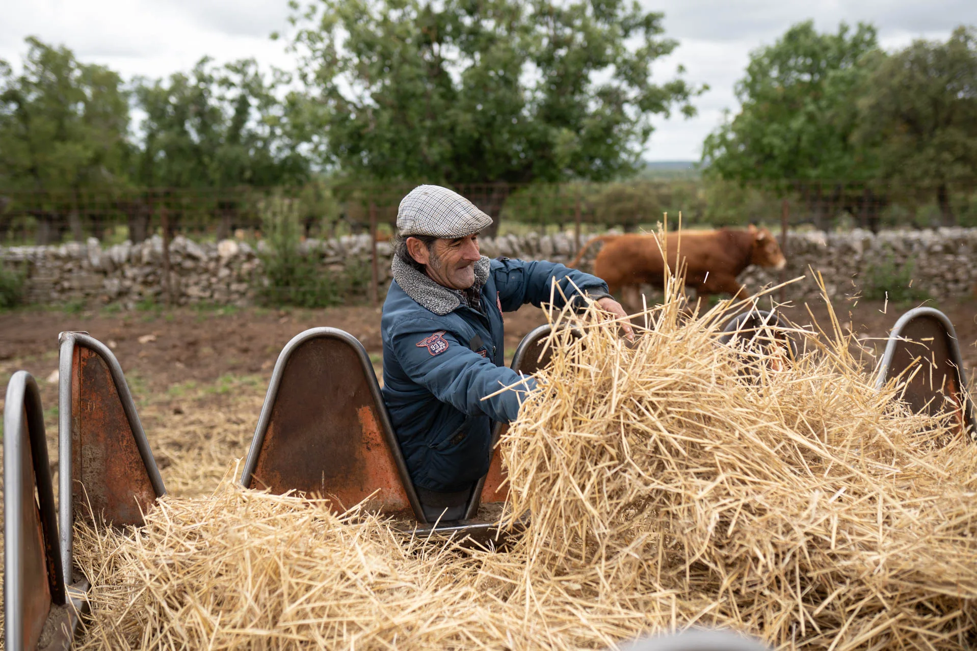 Pedro echa de comer a las vacas. Foto Emilio Fraile.