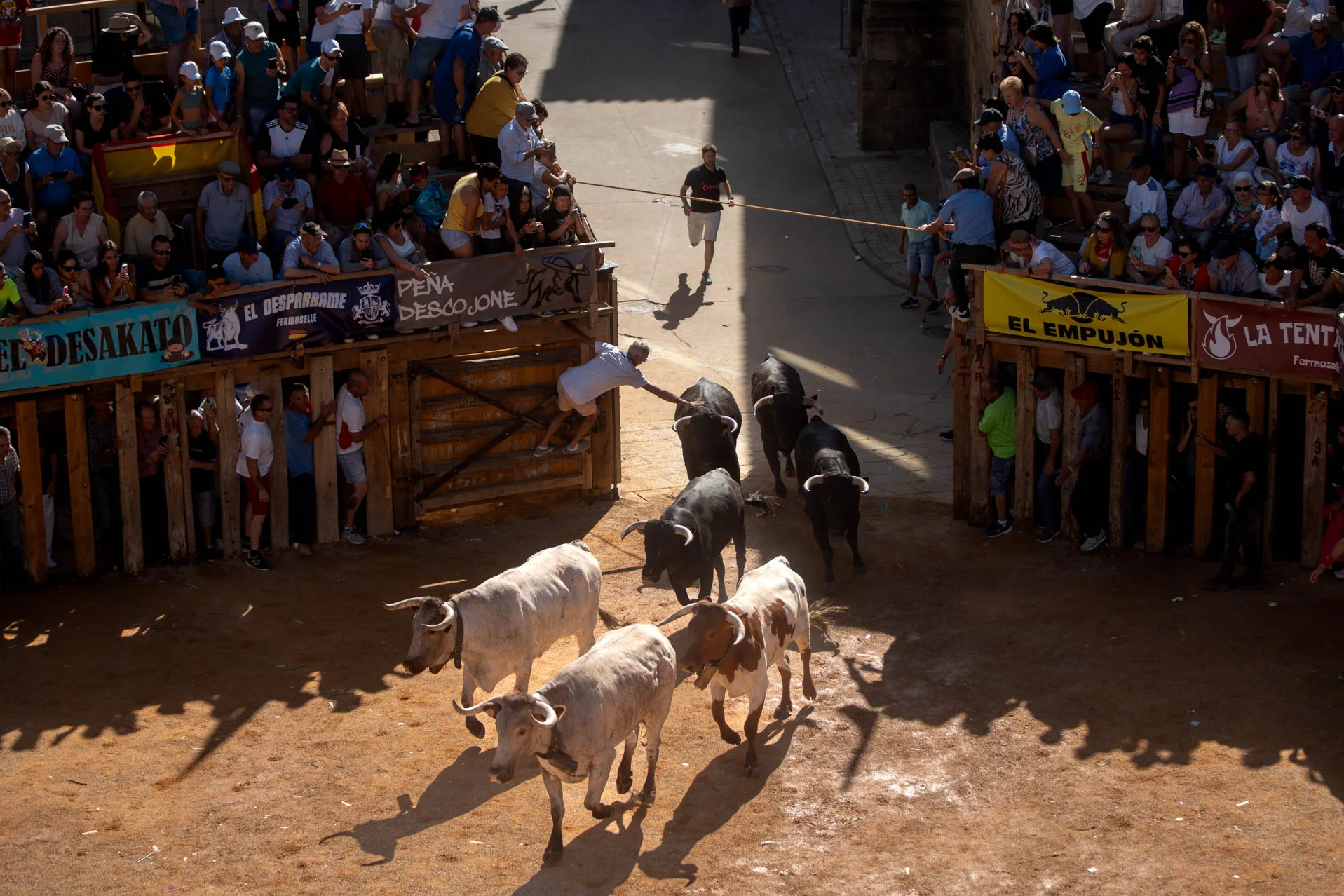 Los toros entran en la Plaza Mayor de Fermoselle. Foto Emilio Fraile.