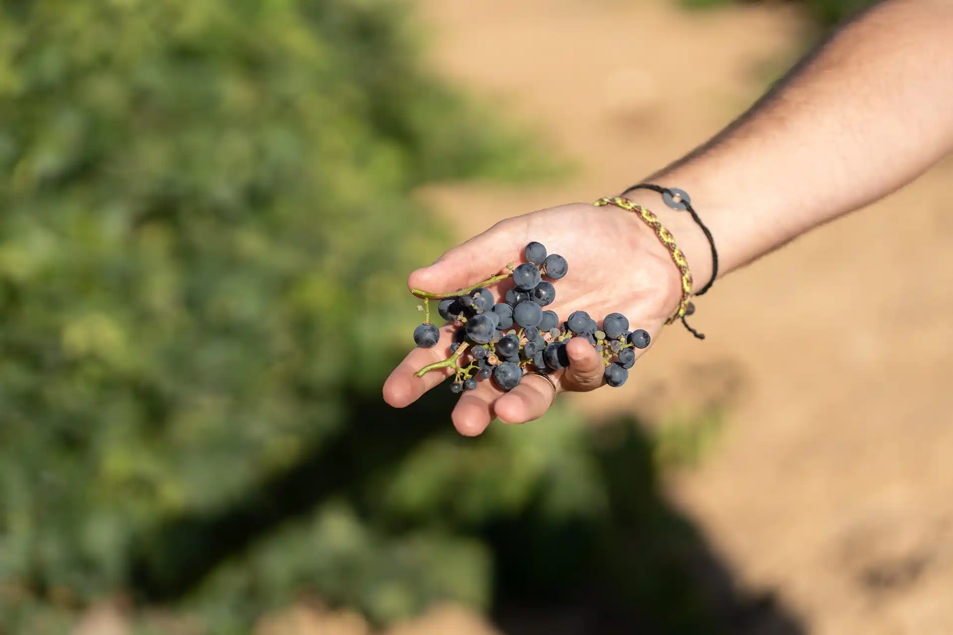 Viñas en la DO Toro. Foto Emilio Fraile