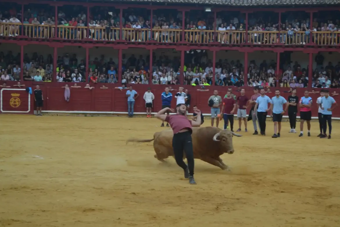 Suelta del toro de cajón en Toro .