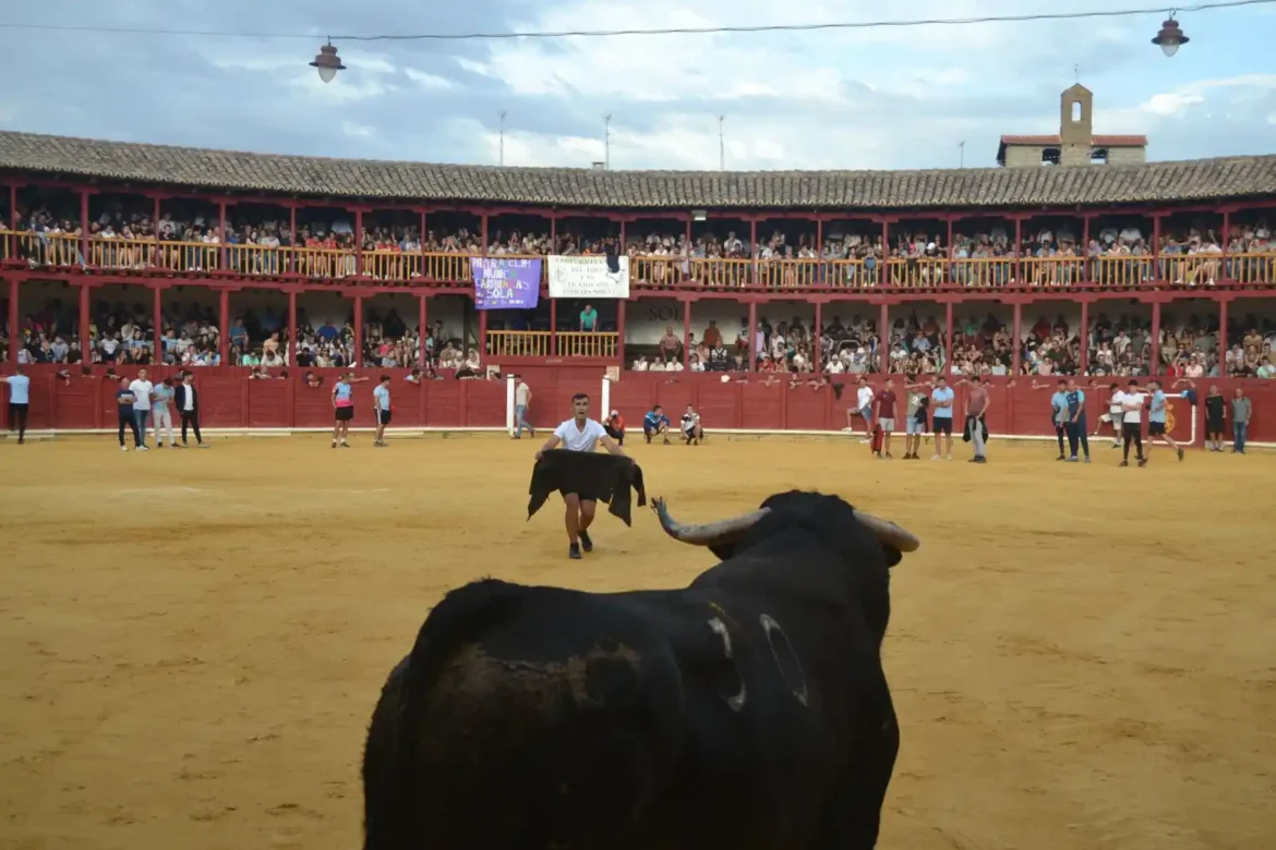 Suelta del toro de cajón en Toro .