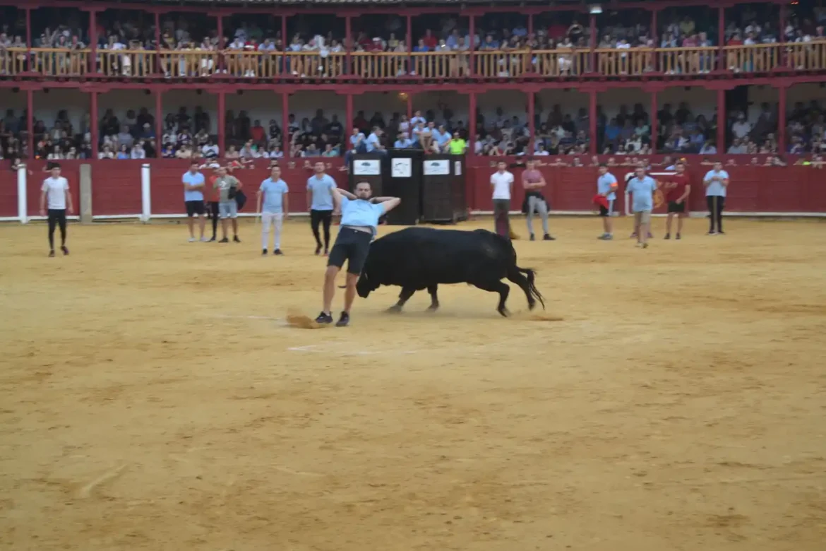 Suelta del toro de cajón en Toro .