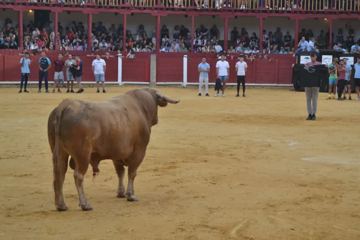 Suelta del toro de cajón en Toro .