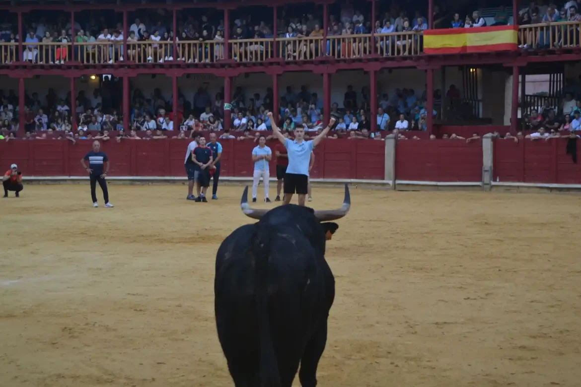 Suelta del toro de cajón en Toro .