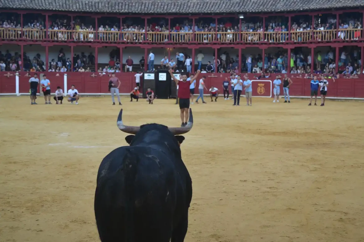 Suelta del toro de cajón en Toro .