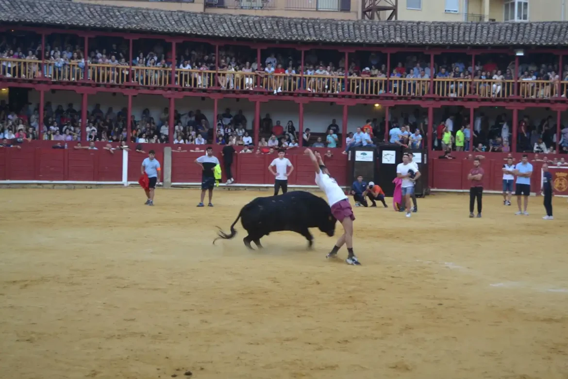 Suelta del toro de cajón en Toro .