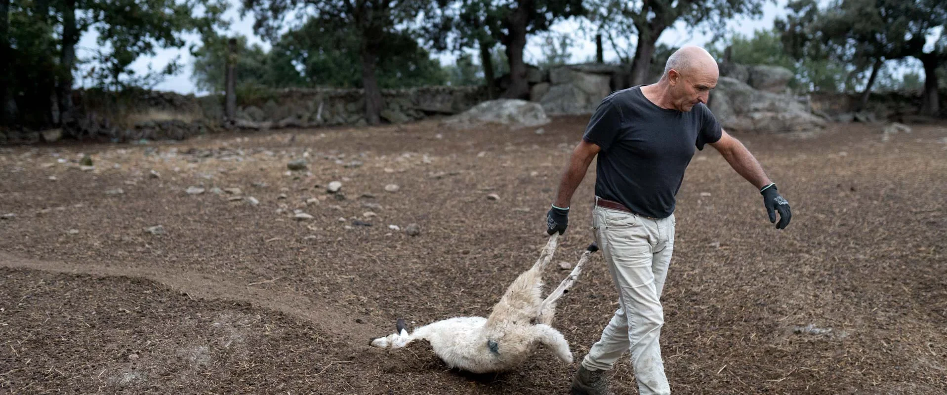 El ganadero, Julian Miguel, arrastra una de las ovejas muertas. Foto Emilio Fraile.