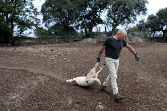 El ganadero, Julian Miguel, arrastra una de las ovejas muertas. Foto Emilio Fraile.