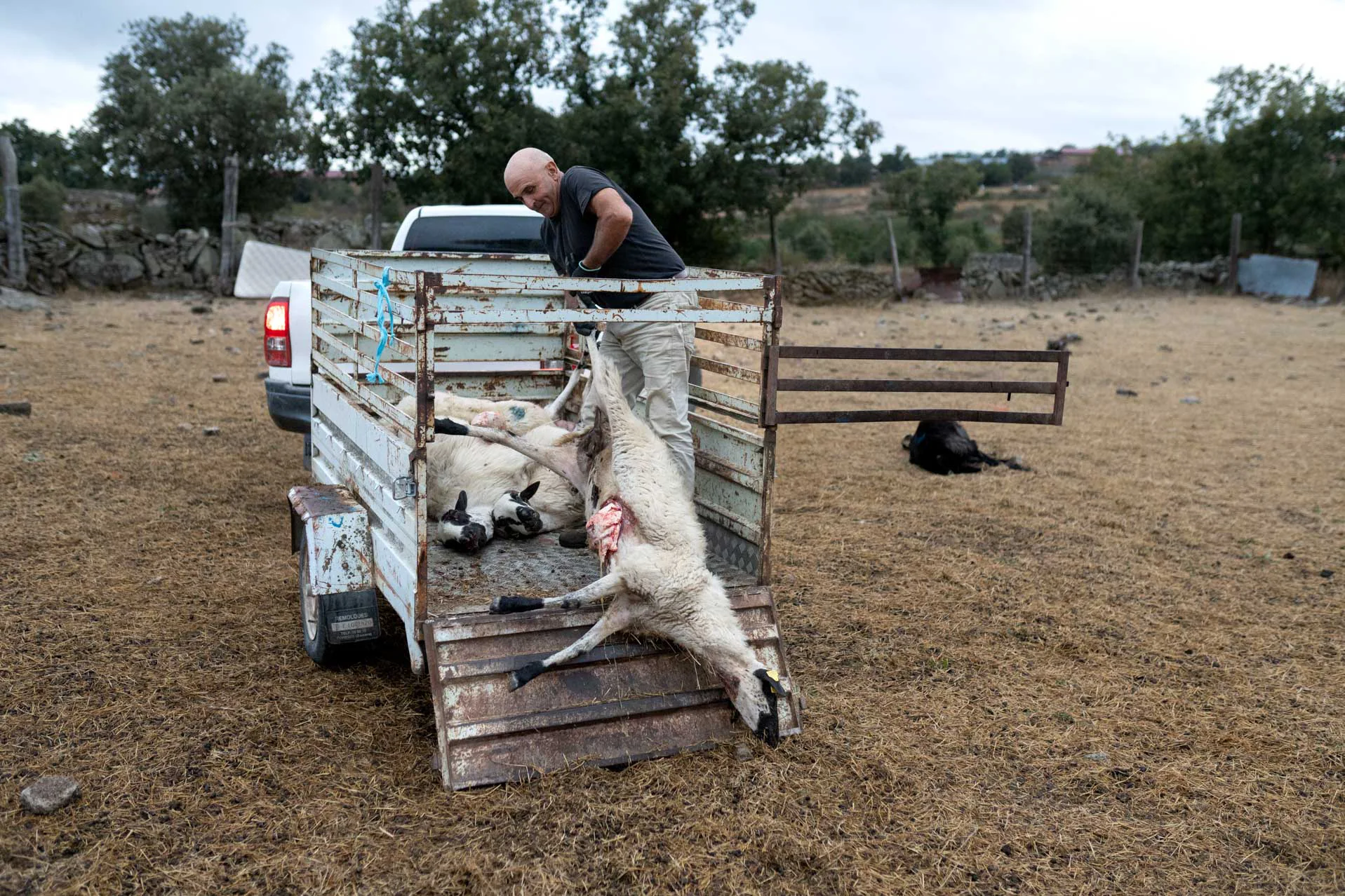 Julián Miguel carga una de las ovejas en el remolque de su coche. Foto Emilio Fraile.