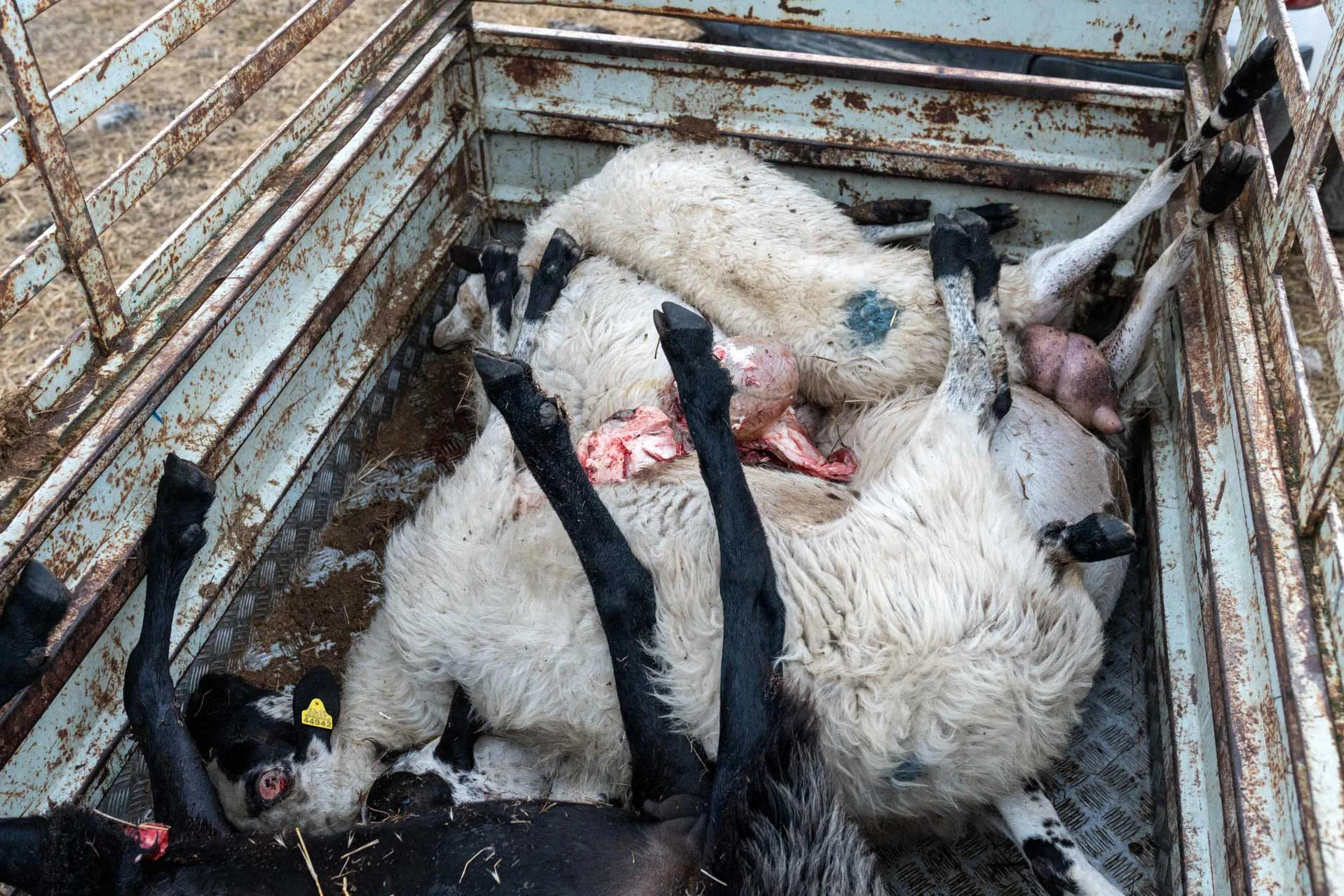 Ovejas muertas en el remolque. Foto Emilio Fraile.