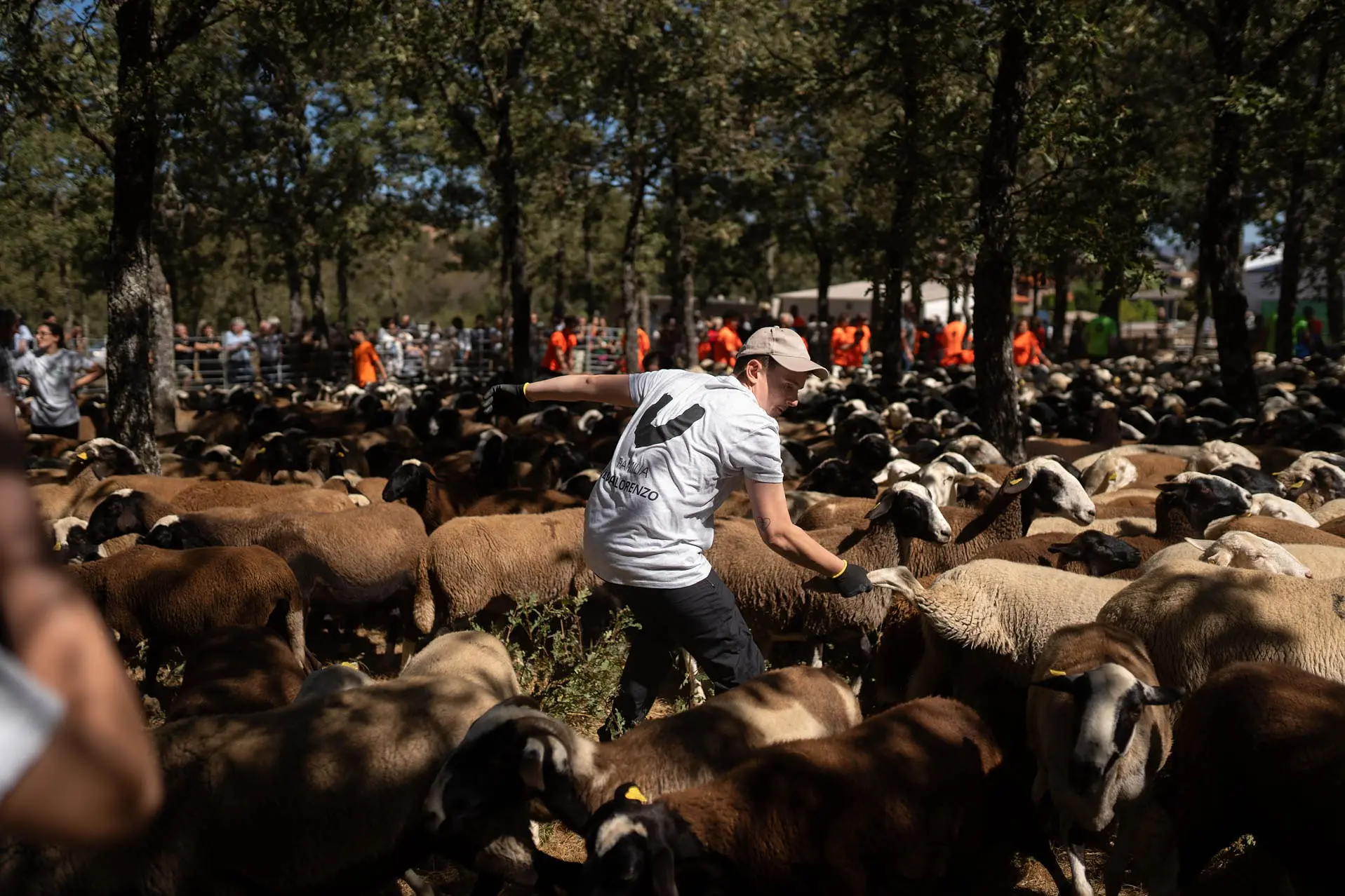 Javier, hijo de Beatriz y Nicolás, con las ovejas. Foto Emilio Fraile.