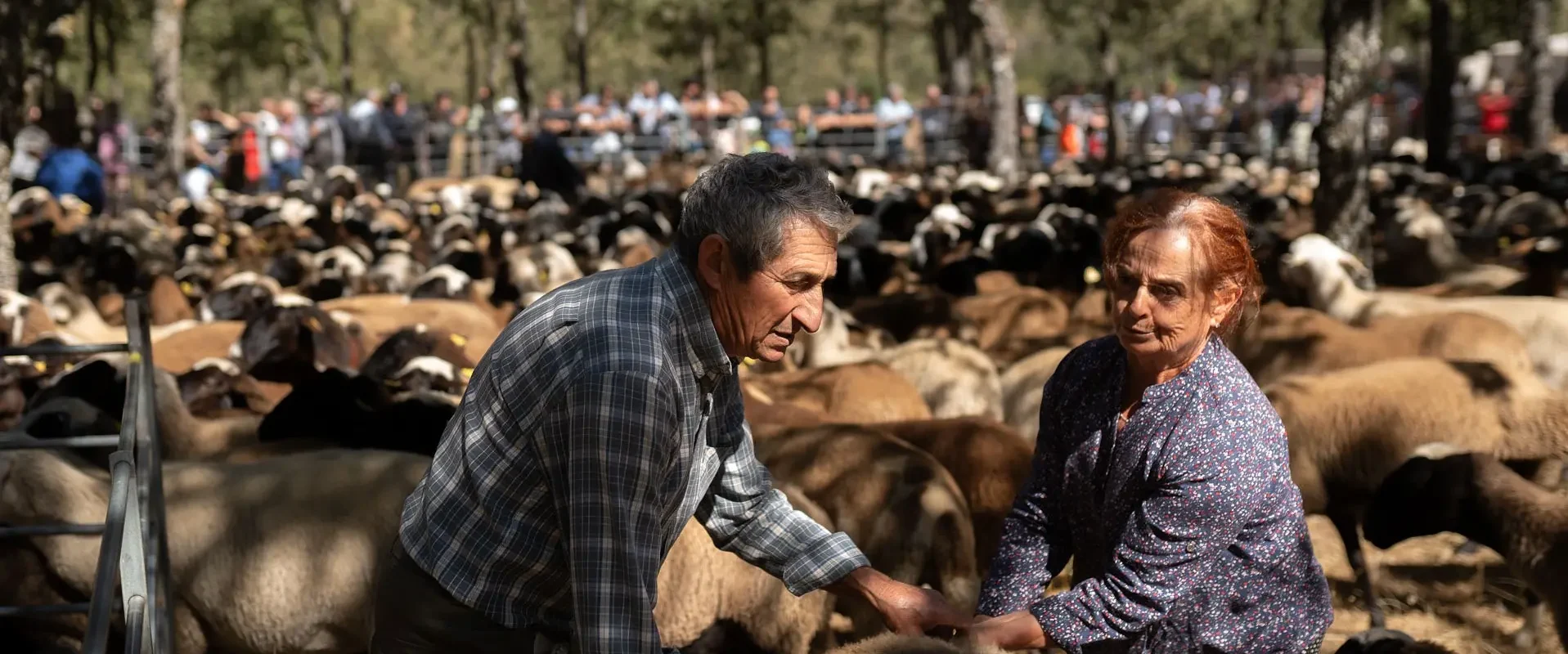 Los dos ganaderos, durante la separación del ganado en la feria. Foto Emilio Fraile.