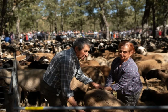 Los dos ganaderos, durante la separación del ganado en la feria. Foto Emilio Fraile.