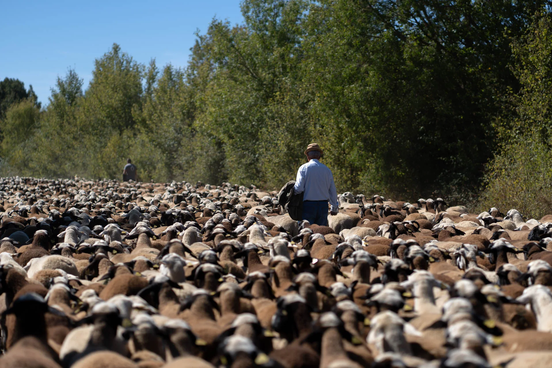 Los pastores conducen a las ovejas hacia San Vitero. Foto Emilio Fraile.