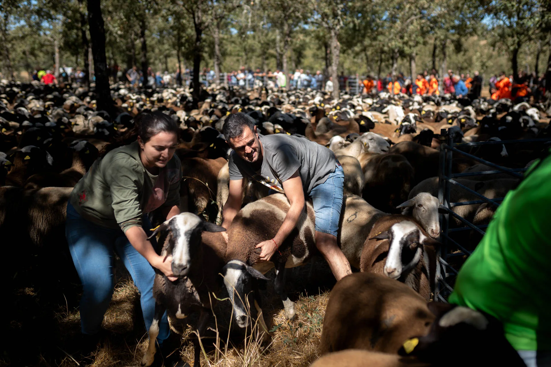 Los ganaderos separan los rebaños. Foto Emilio Fraile.