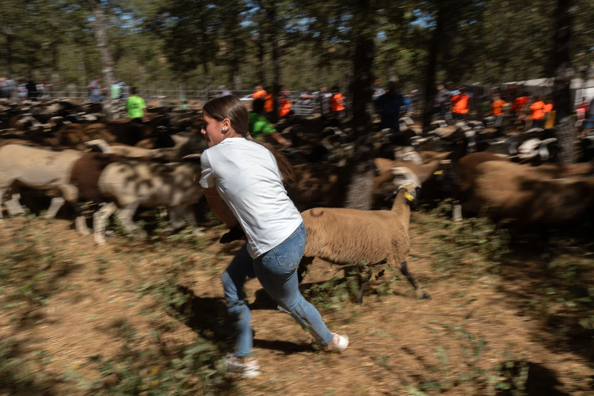 Una joven trabaja en la separación de los rebaños. Foto Emilio Fraile.