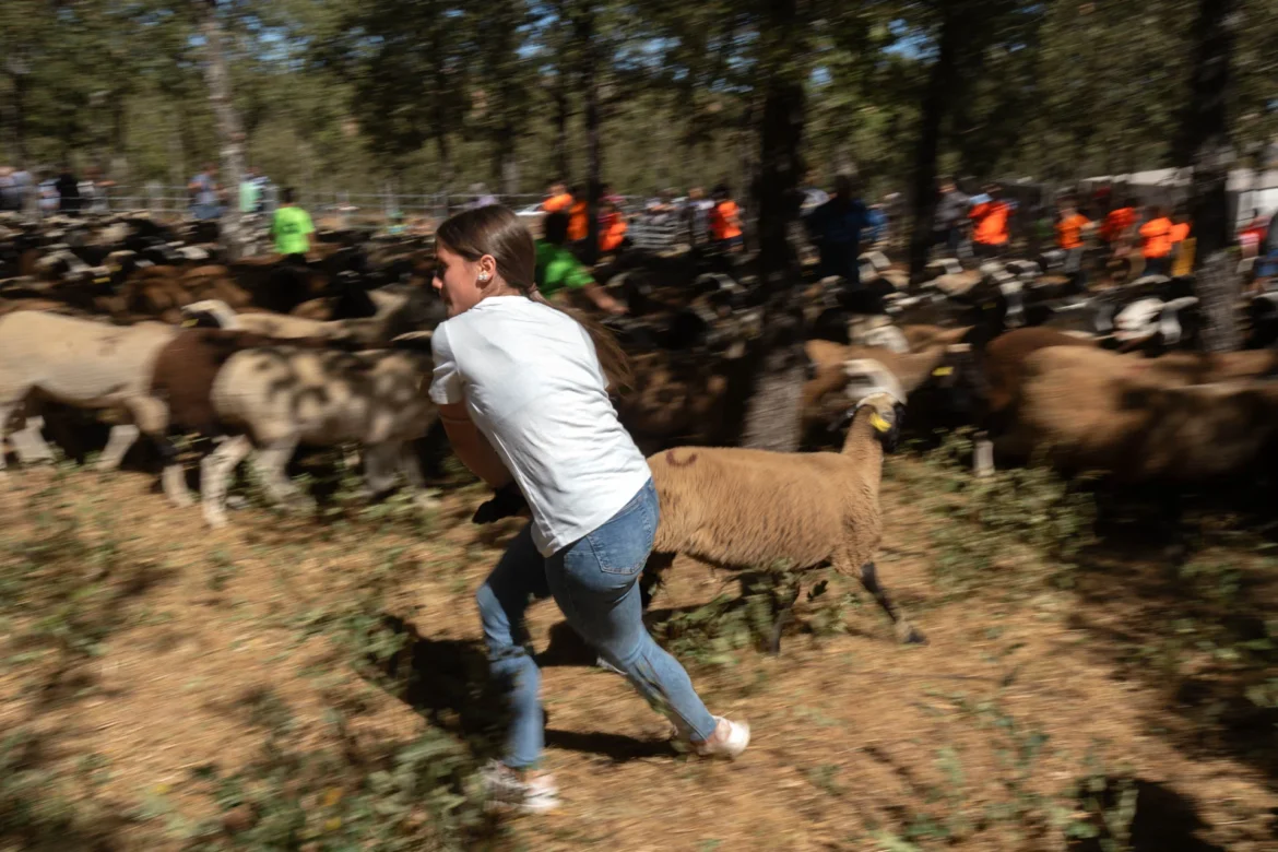 Una joven trabaja en la separación de los rebaños. Foto Emilio Fraile.