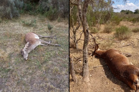 Ciervos aparecidos muertos en el entorno de la Sierra de la Culebra.