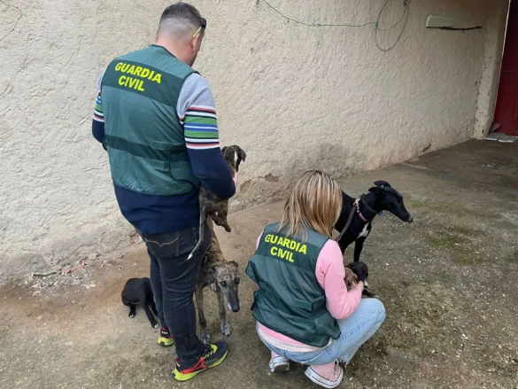 Los agentes, con varios de los galgos recuperados. Los agentes, con varios de los galgos recuperados.