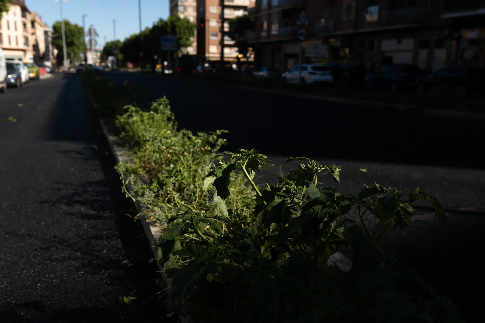 Estramonio en los nuevos parterres. Foto Emilio Fraile.